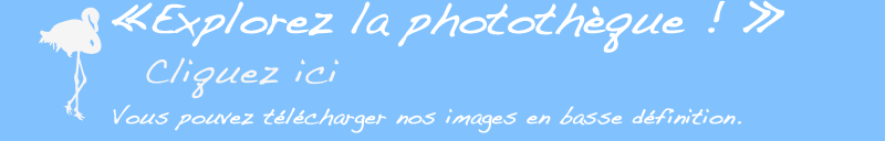 Explorez la phototh&egrave;que !